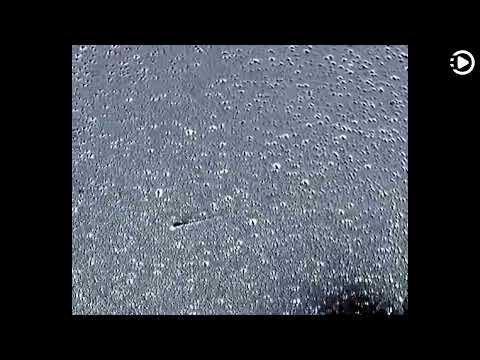 APOD: 2022-01-10 - Comet Leonard's Tail Wag (Narrated by Emma)