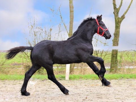 Stal Okkema's Rinze - Menne x Nane - stallion