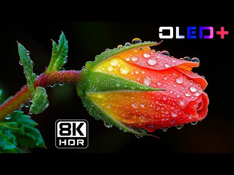 BEST OF OLED – Spectacular Beauty Flower Blooming in 8K HDR | Dolby Vision™