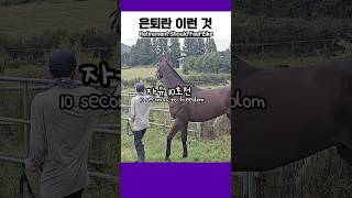 은퇴의 맛이란!🥳 경주마 해방의 순간 Retirement should feel like #경주마 #다프네 #경마 #racehorse