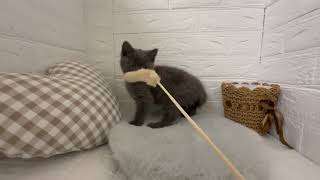 ブリティッシュショートヘアの動画01