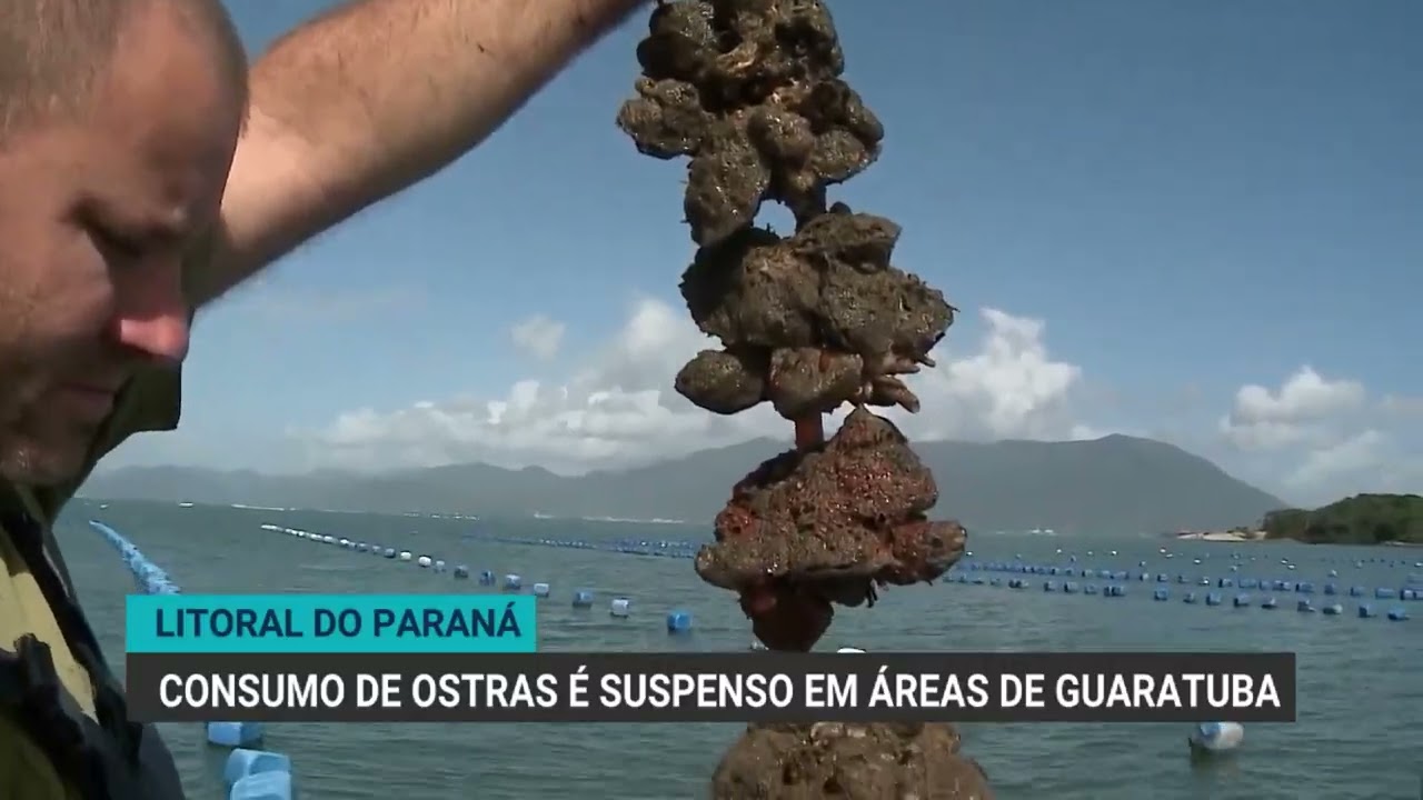 Consumo de ostras é suspenso em áreas de cultivo no litoral do Paraná