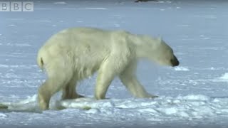 Polar Bear Hunts Beluga Whales - Blue Planet - BBC wildlife