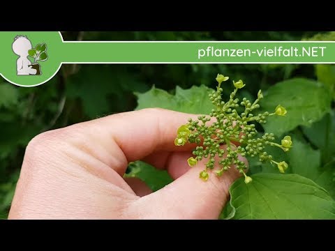 Gew. Schneeball - Blütenknospen - 24.04.18 (Viburnum opulus) - heimische Bäume bestimmen