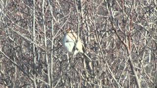 preview picture of video 'American Tree Sparrow, near Craven Saskatchewan Canada March 17, 2015'