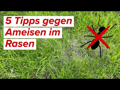 5 Tipps gegen Ameisen im Rasen 🐜 Diese Hausmittel helfen schnell gegen Ameisen!