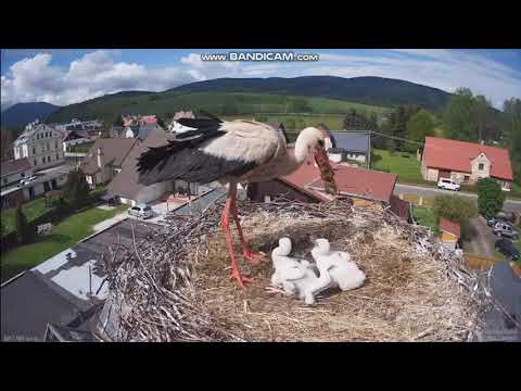 Mladé Buky bociany 29.05.2021 Tatku zrzuć parę rybek bo zgłodnieliśmy