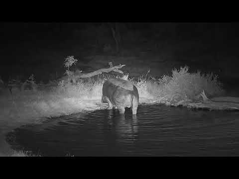 Djuma: Hippo with injured left rear leg leaving the pan - 05:57 - 07/02/19