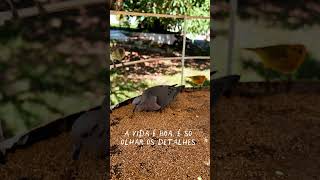 #Shorts A VIDA É BOA, SÓ OLHAR OS DETALHES