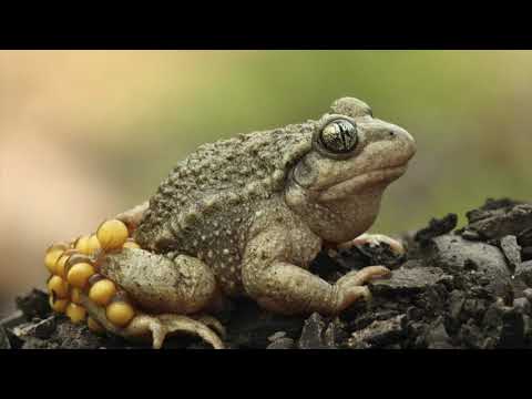 Reproduction des animaux 2