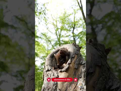 Totholz im Beet: So werden massive Stämme zum wertvollen Artenmagnet