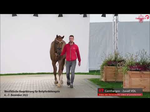 Consantos *2020 v. Conthargos - Zavall VDL - Chin Chin  bei der Körung 2022 in MS Handorf