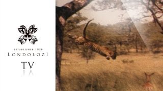 preview picture of video 'Leopard Hunts Impala from Tree - Londolozi TV'