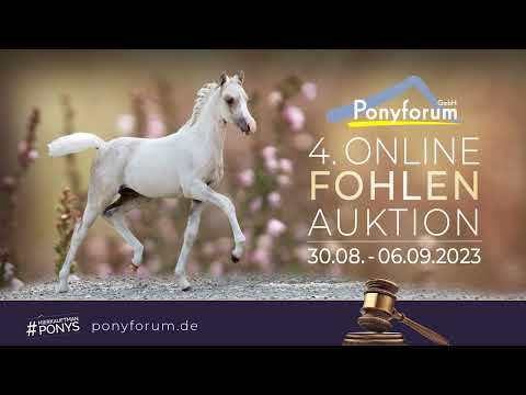 Fürstin Calido Stute v. Calido-G (Wel.B) / Fürst Heinrich