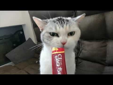 Ng Yee Man-CIAO 日本第一銷量貓小食 超級貓模短片大賽