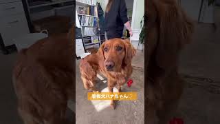 ちびかなだのご紹介🇨🇦