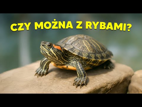 CZY ŻÓŁWIA MOŻNA TRZYMAĆ Z RYBAMI?
