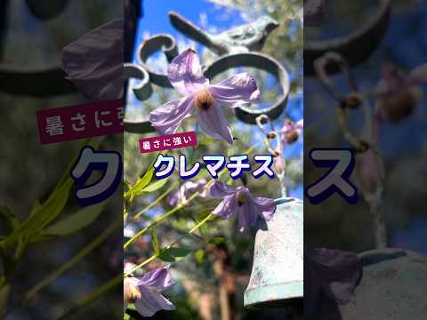 園芸 大きな花びらのクレマチス