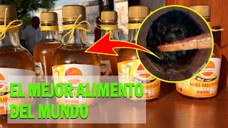 LA RIQUEZA DE LA MIEL DE ABEJA MELIPONA