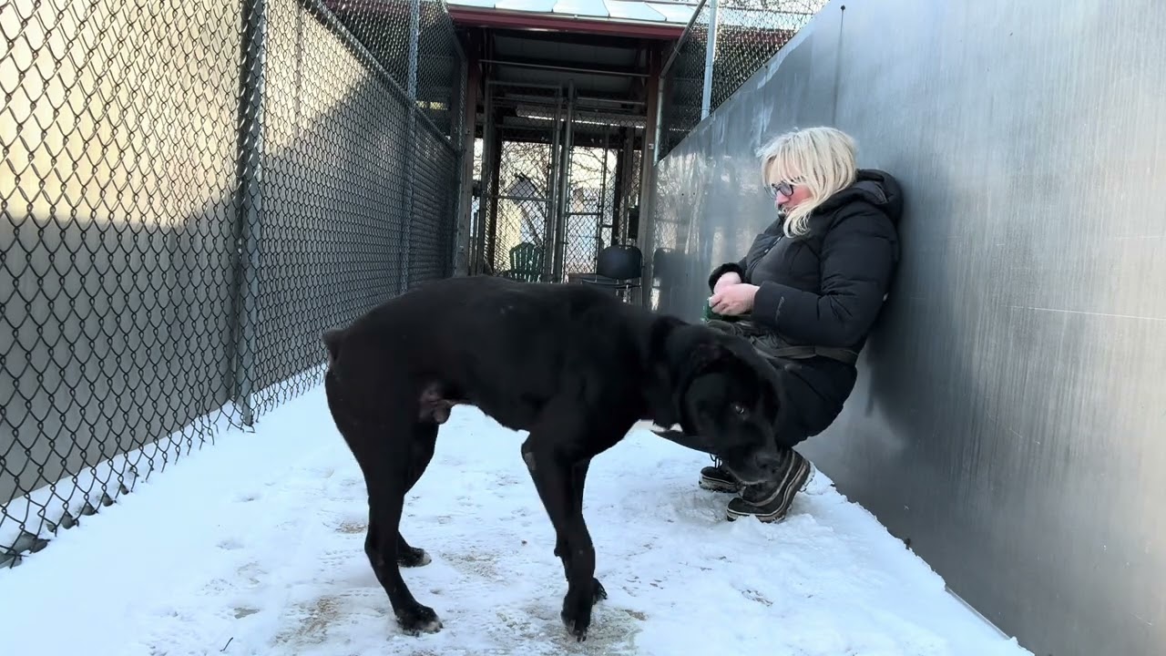 Enlarge Stan, a ADOPTABLE mixed breed in Chicago, IL video 5/5