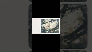 「僕らの出会いが⾵を運ぶ　運命なんてもの信じたくなるよ」#春を発つ #可不 #カンザキイオリ YouTubeにてフルを公開中！