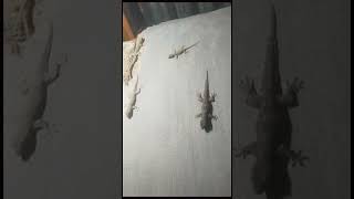 Download lagu Suara cicak, Suara Asli Cicak, lizard sound. #suaracicak #cicak #cicakcicak mp3 Download lagu Suara cicak, Suara Asli Cicak, lizard sound. #suaracicak #cicak #cicakcicak mp3