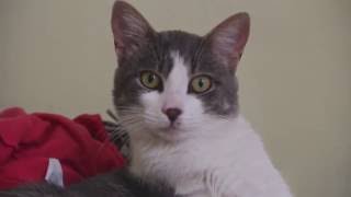 Tony Bennett-All For You