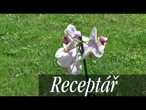 , title : 'Orchideje kvetoucí každý rok. Jak je správně pěstovat?'