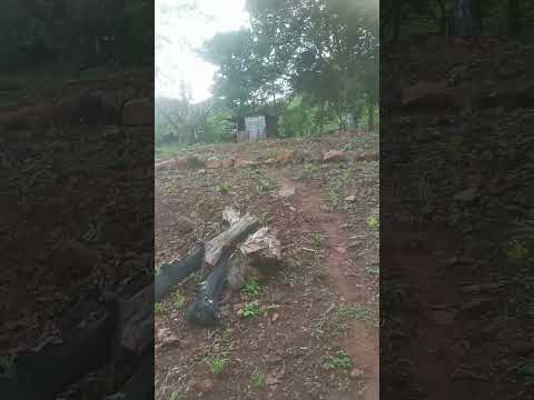 aya  en la   montaña  aya donde  voy   mi  burriquita  de  Ola    cocle  panamá    mayo  2024