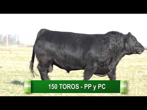 SÁENZ VALIENTE, BULLRICH