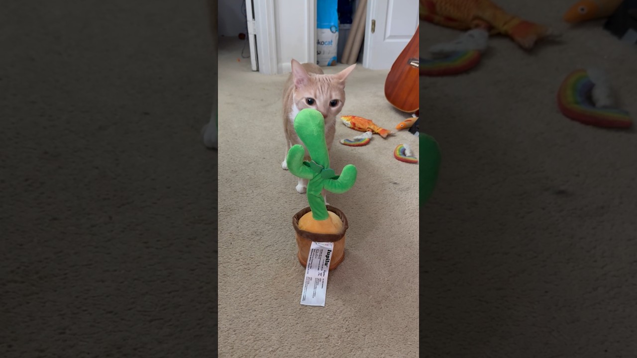 Cats' reaction to toys 😂 #cats#reaction #funnycat #funny#catlovers#funnyvideos#funnyanimals#viral