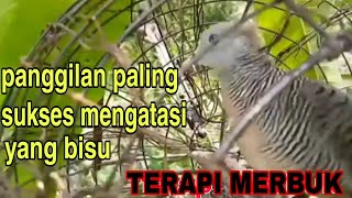 Download lagu Merbuk Betina Paling Ampuh Memanggil Jantan mp3