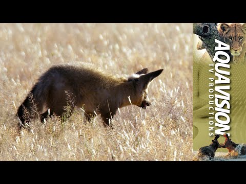 The Kalahari Bat-eared Fox  | UltraHD Stock Footage