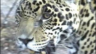 Circus: iWitness Episode 1