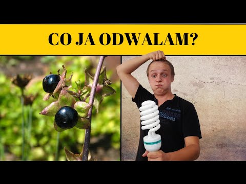 Próbuje śmiertelnie trującą Wilczą Jagodę w czeskich górach