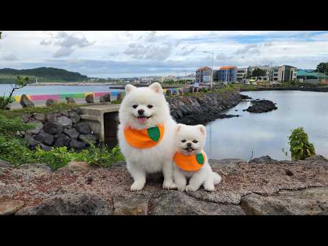 강아지와 제주도 보름살이 몰아보기(루퐁이 제주 여행 브이로그)