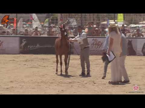 N 7 CELINE AH   2020 Menton Mediterranean and Arab Countries Arabian Horse Championship   Yearling F
