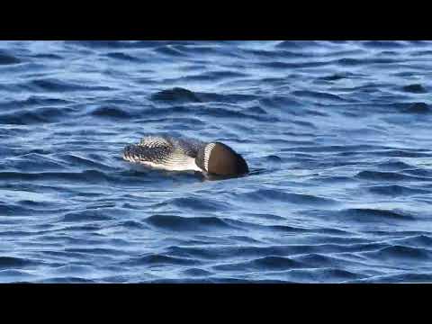 Plongeon huard - Gavia immer - Common Loon