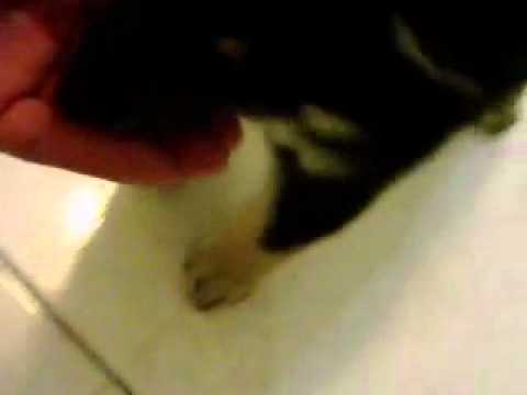 小旺財 終於會等待指令嚕+最近PASS基本訓練^^(原發表者:旺財爸)(影片)