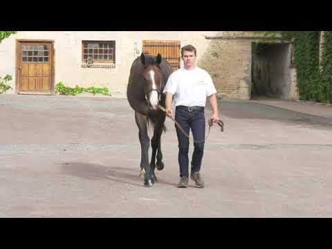 2020 Deauville Select Sale - Lot 465 f.THE GREY GATSBY x SLITANA