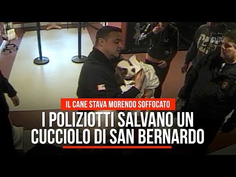 Usa, i poliziotti salvano un cucciolo di San Bernardo che stava soffocando