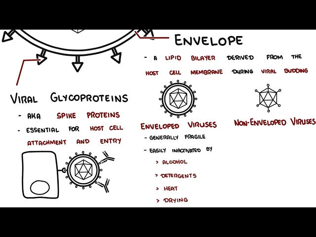 Viral structure – capsid, envelope and genome overview