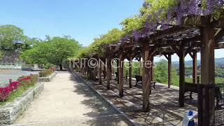 鶴山公園 藤棚 #01