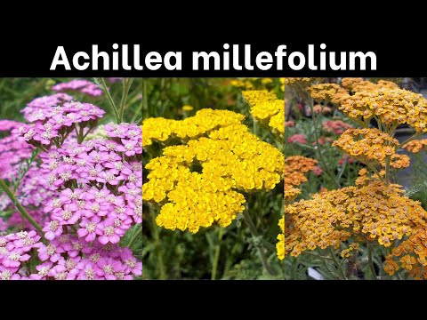 Achillea millefolium  - Garden Varieties