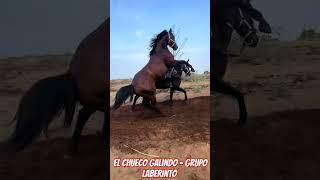 el chueco Galindo - grupo laberinto