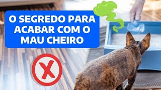 COMO EVITAR MAU CHEIRO NA CAIXA DE AREIA DO GATO? |  ELIMINE O ODOR NA LITEIRA COM DICAS SEGURAS!
