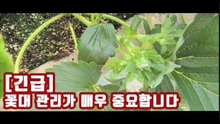 [긴급] 순멎이(멍텅구리) 딸기 아시나요? 관리 방법!! 그리고 정식을 잘 했지만 꽃대가 엄한 장소에서 나와…