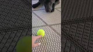 Video preview image #1 Labrador Retriever-Unknown Mix Puppy For Sale in Germantown, OH, USA
