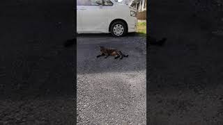 野良猫さん、おくつろぎ中のところ大変失礼致しました