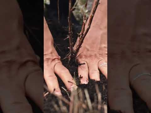 PPA × Kshamta Mega Beach & Mangroves Clean up at Carter road, Bandra.